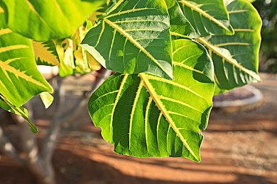 《刺客信条：幻景》登上GI杂志封面 新情报公布